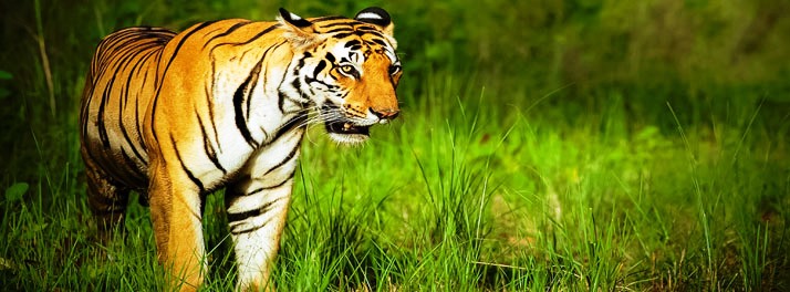 1460/Singinawa Jungle Lodge - Kanha National Park 22.jpg